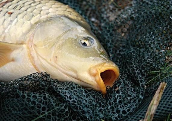 長江小龍魚圖片，長江小龍魚是“活化石”嗎？ 水族問答