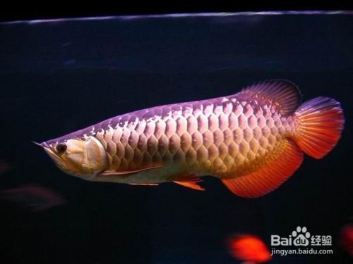 金龍魚適宜的飼料搭配，金龍魚的飼料搭配 觀賞魚市場（混養(yǎng)魚） 第5張