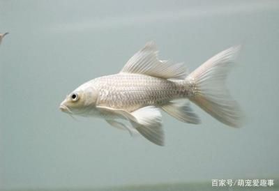 如何養(yǎng)護(hù)龍鳳鯉魚保持健康，龍鳳鯉魚養(yǎng)護(hù)需要綜合考慮其生理、環(huán)境以及行為需求 觀賞魚市場(chǎng)（混養(yǎng)魚） 第4張