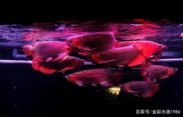 龍魚混搭，龍魚混養(yǎng)之龍魚混搭