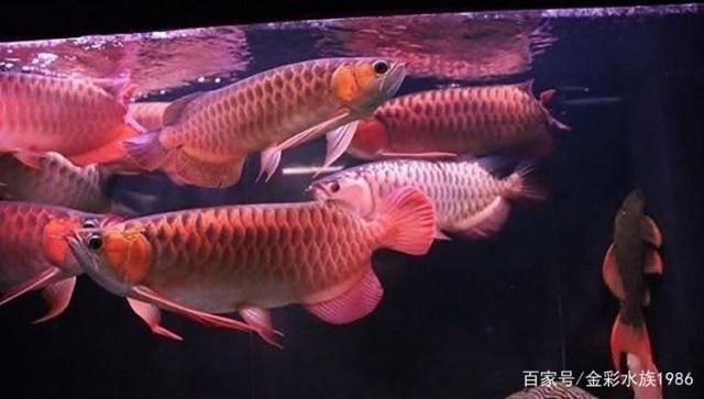 龍魚(yú)混搭，龍魚(yú)混養(yǎng)之龍魚(yú)混搭 龍魚(yú)百科 第4張