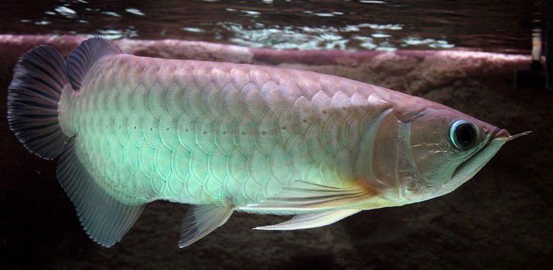 哪種龍魚適合新手，新手養(yǎng)殖珍珠龍魚的選購技巧，新手養(yǎng)殖龍魚的注意事項 龍魚百科 第4張