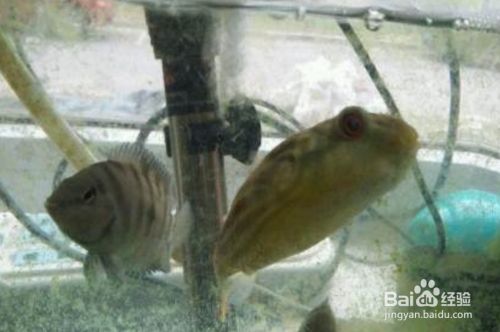 斑馬狗頭魚繁殖期如何控制水質，斑馬狗頭魚繁殖期水溫調控技巧 觀賞魚市場（混養(yǎng)魚） 第1張