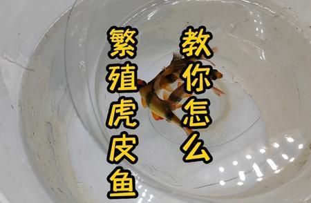 如何提高四紋虎魚繁殖成功率，四紋虎魚繁殖水質(zhì)調(diào)控方法四紋虎魚繁殖水質(zhì)調(diào)控方法