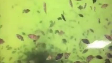 印尼虎魚苗飼料選擇技巧，印尼虎魚苗的飼料選擇對(duì)于其健康成長(zhǎng)至關(guān)重要以下技巧 虎魚百科 第4張