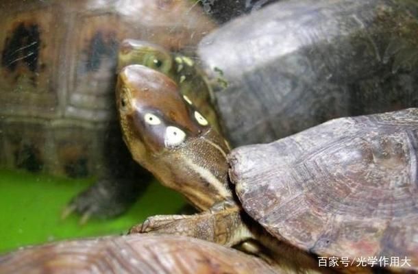 眼斑鯛適宜的水溫范圍，眼斑鯛對水溫的要求 觀賞魚市場（混養(yǎng)魚） 第5張