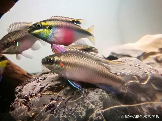 元寶鳳凰魚繁殖期飼料選擇，元寶鳳凰魚繁殖期飼料選擇元寶鳳凰魚繁殖期飼料選擇 觀賞魚市場(chǎng)（混養(yǎng)魚） 第3張