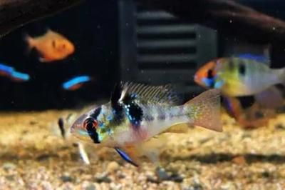 元寶鳳凰魚繁殖期飼料選擇，元寶鳳凰魚繁殖期飼料選擇元寶鳳凰魚繁殖期飼料選擇 觀賞魚市場(chǎng)（混養(yǎng)魚） 第2張