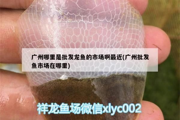 繁殖后黃金河虎魚飼料搭配建議，黃金河虎魚繁殖后投喂技巧,黃金河虎魚繁殖后水質(zhì)管理 觀賞魚市場(chǎng)（混養(yǎng)魚） 第3張