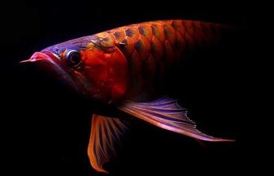 買紅龍魚(yú)要注意什么，如何辨別紅龍魚(yú)真?zhèn)危t龍魚(yú)發(fā)色技巧分享 龍魚(yú)百科 第5張