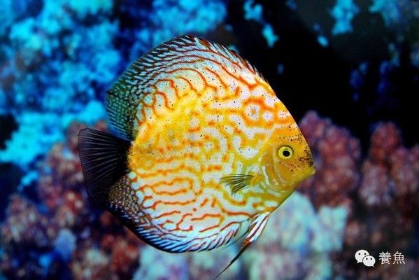 朱巴利魚與七彩神仙魚混養(yǎng)效果，朱巴利魚與七彩神仙魚混養(yǎng)效果如何 虎魚百科 第1張