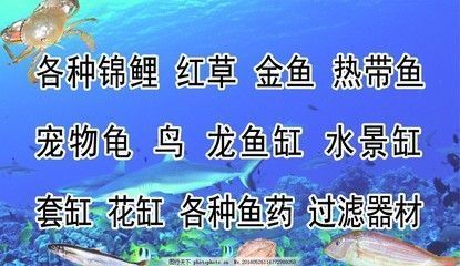 龍魚缸過濾材料怎么放，龍魚缸過濾材料擺放方法 魚缸百科 第5張