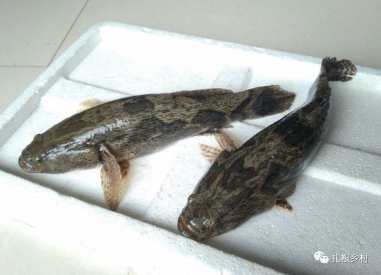 泰國(guó)虎魚人工繁殖成本控制，泰國(guó)虎魚人工繁殖成本控制案例，泰國(guó)虎魚繁殖成本控制案例