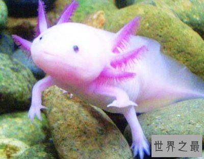 六角龍魚是什么樣子的，六角龍魚的飼養(yǎng)方法