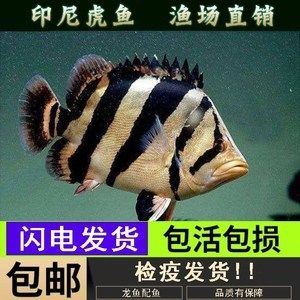 如何預防印尼四紋虎魚疾病，如何預防印尼四紋虎魚疾病的關(guān)鍵措施預防印尼四紋虎魚疾病 虎魚百科 第4張