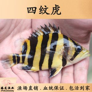 如何預防印尼四紋虎魚疾病，如何預防印尼四紋虎魚疾病的關(guān)鍵措施預防印尼四紋虎魚疾病 虎魚百科 第1張