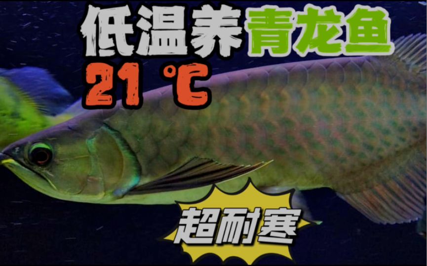 成年青龍魚最佳飼養(yǎng)環(huán)境，成年青龍魚的最佳飼養(yǎng)環(huán)境 觀賞魚市場（混養(yǎng)魚） 第3張