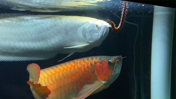 世界上龍魚(yú)活了多少年了，龍魚(yú)的壽命通?？梢曰畹?0-40年以上 龍魚(yú)百科 第5張