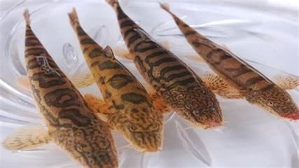 金老虎魚繁殖條件要求，金老虎魚的繁殖條件要求 虎魚百科 第2張