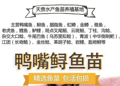 金老虎魚繁殖條件要求，金老虎魚的繁殖條件要求 虎魚百科 第5張