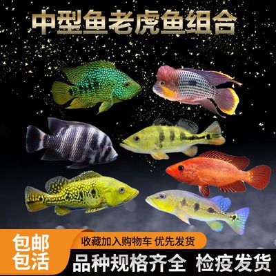 紅老虎魚(yú)體色改善方法，紅寶石魚(yú)的顏色變紅的方法 虎魚(yú)百科 第1張