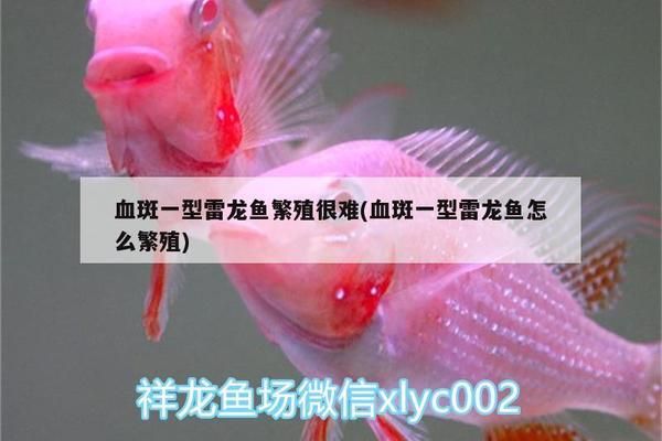 白子關刀魚繁殖缸布置要點，白子關刀魚的繁殖缸布置 觀賞魚市場（混養(yǎng)魚） 第2張