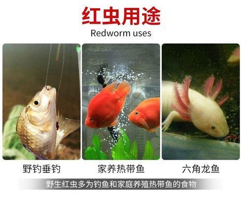 龍魚吃紅蟲可以嗎，如何自制龍魚紅蟲飼料，龍魚消化不良的預(yù)防措施