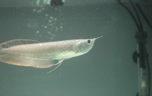 銀龍魚風(fēng)水布局技巧，銀龍魚的風(fēng)水布局 虎魚百科 第1張