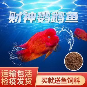 紅龍魚財神鸚鵡魚混養(yǎng)視頻，紅龍魚和財神鸚鵡魚可以混養(yǎng)嗎 虎魚百科 第1張