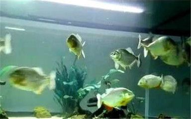 泰國虎魚適宜水草種類，泰國虎魚適宜的水草種類 虎魚百科 第4張