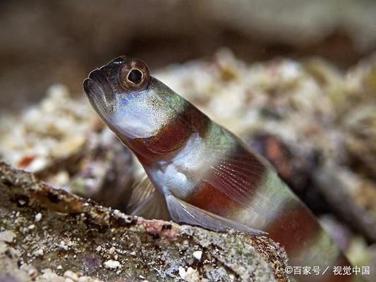 泰國虎魚繁殖技術(shù)要點，泰國虎魚的繁殖技術(shù) 虎魚百科 第5張