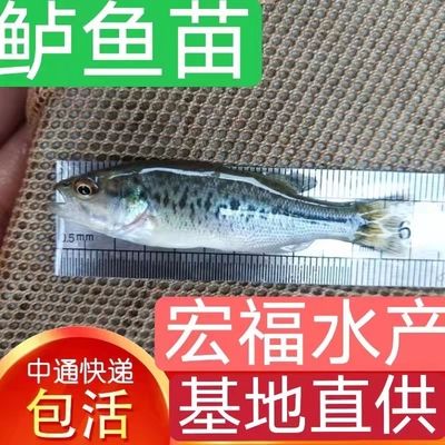 豹紋夫魚苗開口餌料品牌推薦，豹紋夫魚苗專用開口餌料 觀賞魚市場（混養(yǎng)魚） 第3張