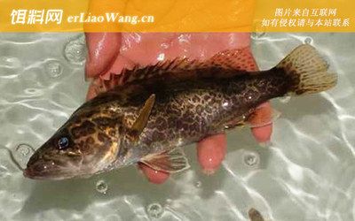 豹紋夫魚苗開口餌料品牌推薦，豹紋夫魚苗專用開口餌料 觀賞魚市場（混養(yǎng)魚） 第4張