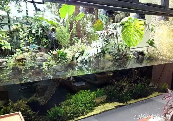 蘇虎魚(yú)適宜的水草種類，蘇虎魚(yú)水質(zhì)管理方法，荷蘭鳳凰水草養(yǎng)護(hù)要點(diǎn)， 虎魚(yú)百科 第4張