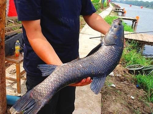 太原哪里有賣龍魚的市場地址和電話，太原市龍魚銷售市場 水族問答