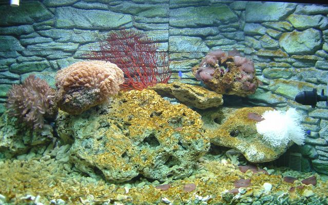 如何防止水族箱內(nèi)水藻泛濫，防止水族箱內(nèi)水藻泛濫的方法 虎魚百科 第3張