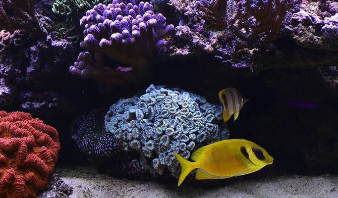 水族燈最佳照明時間設置 觀賞魚市場（混養(yǎng)魚） 第1張