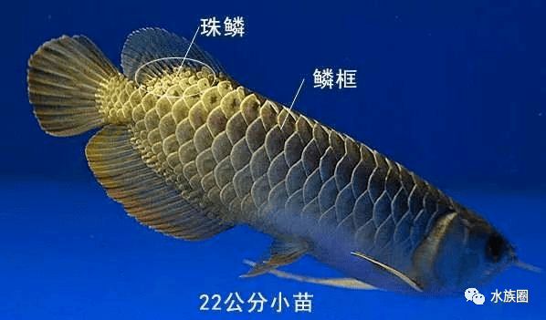 龍魚小苗多少錢一條，龍魚小苗的價格因品種和購買渠道的不同而有所差異