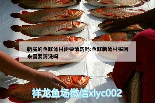 杰西卡恐龍魚繁殖后的幼魚護理，杰西卡恐龍魚幼魚疾病預防 觀賞魚市場（混養(yǎng)魚） 第3張