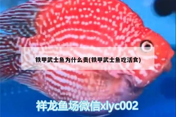 鐵甲武士魚最佳混養(yǎng)搭配，鐵甲武士魚混養(yǎng)水質(zhì)要求 虎魚百科 第1張