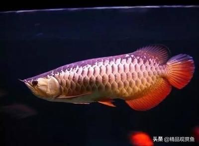 龍魚跟什么魚混養(yǎng)合適，適合與龍魚混養(yǎng)的魚類 龍魚百科 第5張