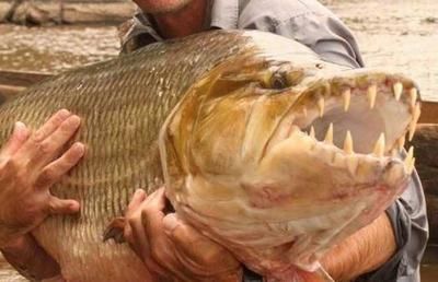 泰國虎魚與水虎魚區(qū)別，泰國虎魚與水虎魚的區(qū)別 虎魚百科 第4張