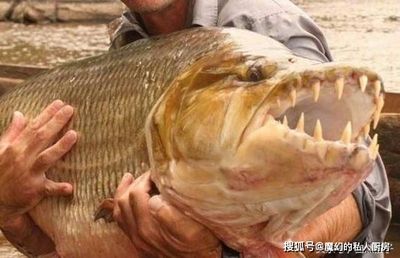 泰國虎魚與水虎魚區(qū)別，泰國虎魚與水虎魚的區(qū)別