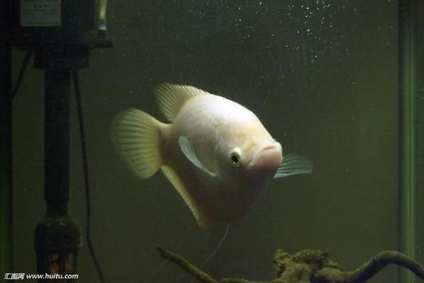 招財魚繁殖期飼料選擇，如何自制招財魚繁殖飼料,招財魚繁殖飼料品牌推薦 觀賞魚市場（混養(yǎng)魚） 第3張