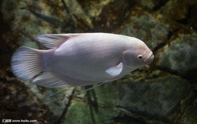 招財魚繁殖期飼料選擇，如何自制招財魚繁殖飼料,招財魚繁殖飼料品牌推薦 觀賞魚市場（混養(yǎng)魚） 第2張