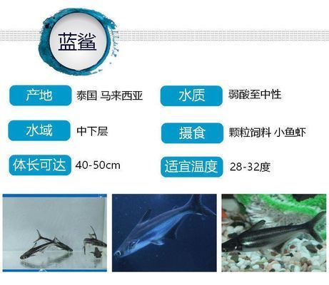 鴨嘴鯊魚食物選擇指南，鴨嘴鯊魚食物選擇指南，探索適合的飼養(yǎng)方法與飼養(yǎng)方法 虎魚百科 第5張