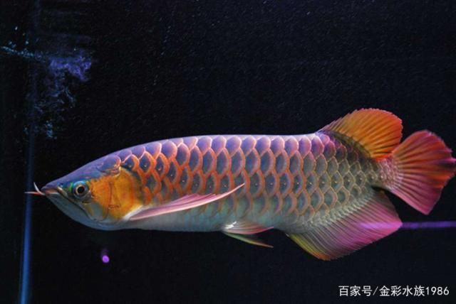 龍魚喜歡什么顏色，如何挑選優(yōu)質(zhì)龍魚品種 龍魚百科 第3張