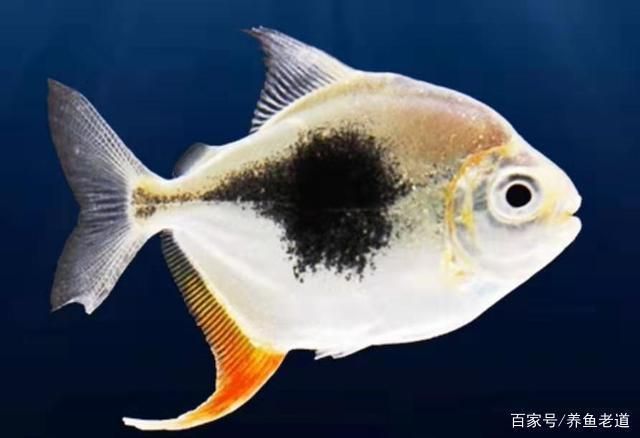 龍魚缸搭配，龍魚缸搭配技巧，龍魚混養(yǎng)注意事項(xiàng) 魚缸百科 第5張