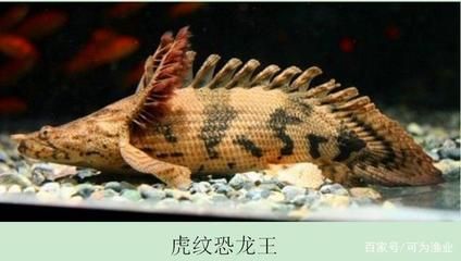 虎紋恐龍王魚(yú)養(yǎng)殖難度，虎紋恐龍王魚(yú)養(yǎng)殖要點(diǎn) 虎魚(yú)百科 第4張