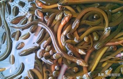 虎魚飼料安全衛(wèi)生措施，虎魚飼料的安全衛(wèi)生措施 虎魚百科 第4張